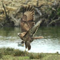 Buse variable. Se posant. Cliquer pour agrandir l'image.