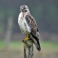 Buse variable. Perchée. Cliquer pour agrandir l'image.