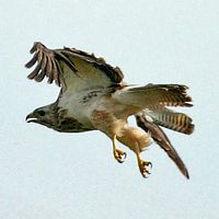 Buse variable. En vol. Cliquer pour agrandir l'image.