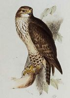 Buse variable. Dessin d'identification. Cliquer pour agrandir l'image.