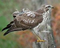 Buse variable. Perchée. Cliquer pour agrandir l'image.