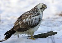 Buse variable. Hiver. Cliquer pour agrandir l'image.