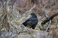 Buse variable. Au nid. Cliquer pour agrandir l'image.