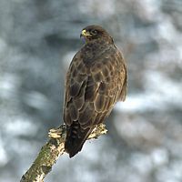Buse variable. Perchée. Cliquer pour agrandir l'image.