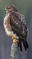 Buse variable. Juvénile. Cliquer pour agrandir l'image.