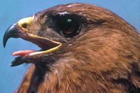 Buse variable. Tête. Cliquer pour agrandir l'image.