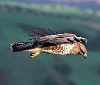 Buse variable. En vol. Cliquer pour agrandir l'image.