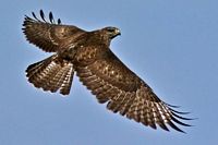 Buse variable. Cliquer pour agrandir l'image.
