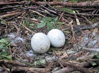 Buse variable. Oeufs. Cliquer pour agrandir l'image.
