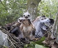 Buse variable. Juvéniles. Cliquer pour agrandir l'image.