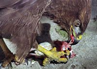 Buse variable. Se nourrissant. Cliquer pour agrandir l'image.