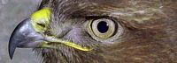 Buse variable. Bec. Cliquer pour agrandir l'image.
