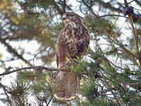 Buse variable. Sur une branche. Cliquer pour agrandir l'image.