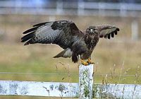 Buse variable. Perchée. Cliquer pour agrandir l'image.