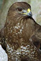 Buse variable. Buste. Cliquer pour agrandir l'image.