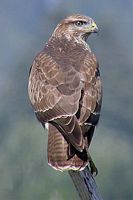 Buse variable. Perchée. Cliquer pour agrandir l'image.
