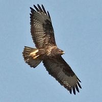 Buse variable. En vol. Cliquer pour agrandir l'image.
