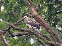 Buse variable. Perchée. Cliquer pour agrandir l'image.