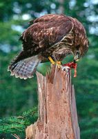Buse variable. Se nourrissant. Cliquer pour agrandir l'image.