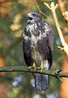 Buse variable. Cri. Cliquer pour agrandir l'image.