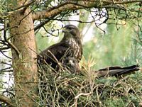 Buse variable. Couple au nid. Cliquer pour agrandir l'image.