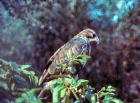 Buse variable. Cliquer pour agrandir l'image.
