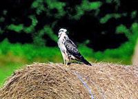 Buse variable. Cliquer pour agrandir l'image.