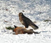 Buse variable. Cliquer pour agrandir l'image.