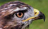 Buse variable. Tête. Cliquer pour agrandir l'image.