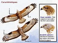 Buse variable. Dessin. Cliquer pour agrandir l'image.