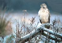 Buse variable. En hiver. Cliquer pour agrandir l'image.