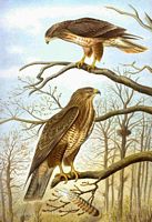 Buse variable. Buse variable ssp vulpinus. Cliquer pour agrandir l'image.