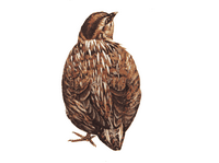 Caille des blés. Dessin. Cliquer pour agrandir l'image.