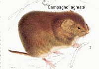 Campagnol agreste. Dessin. Cliquer pour agrandir l'image.