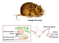 Campagnol des champs. Galeries. Cliquer pour agrandir l'image.
