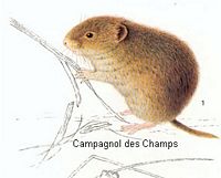 Campagnol des champs. Dessin. Cliquer pour agrandir l'image.