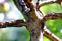 Campagnol roussâtre. Verticille de mélèze rongé. Cliquer pour agrandir l'image.
