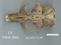 Campagnol terrestre. Mandibule supérieur vu de dessous. Cliquer pour agrandir l'image.