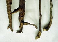 Campagnol terrestre. Bois rongés. Cliquer pour agrandir l'image.