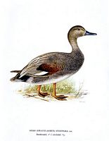 Canard chipeau. Planche d'identification von Wright. Cliquer pour agrandir l'image.
