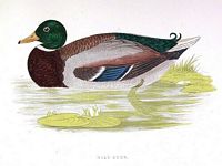 Canard colvert. Dessin anas boschas. Cliquer pour agrandir l'image.