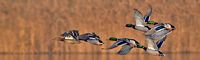 Canard colvert. En vol. Cliquer pour agrandir l'image.