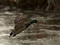 Canard colvert. Envol. Cliquer pour agrandir l'image.