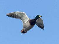 Canard colvert. En vol. Cliquer pour agrandir l'image.