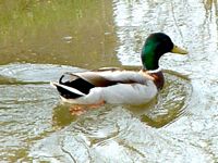 Canard colvert. Cliquer pour agrandir l'image.