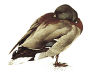 Canard colvert. Dessin. Cliquer pour agrandir l'image.