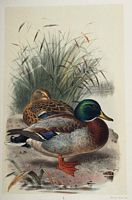 Canard colvert. Planche. Cliquer pour agrandir l'image.