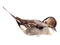 Canard pilet. Cliquer pour agrandir l'image.
