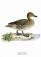 Canard pilet. Planche d'identification von Wright. Cliquer pour agrandir l'image.