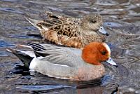 Canard siffleur. Cliquer pour agrandir l'image.
